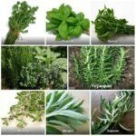 Ароматные травы и их польза для здоровья