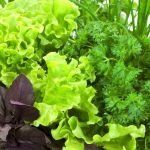 Не забывайте о пользе зелени